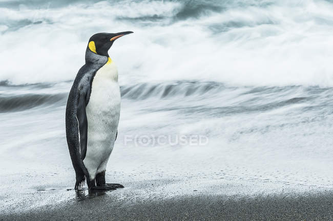 Roi Roi pingouin debout — Photo de stock