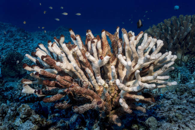 Coral de cornamenta (Pocillopora eydouxi) blanqueado blanco por los efectos compuestos de un El Niño con el calentamiento global fotografiado mientras bucea en la costa de Kona; Kona, Isla de Hawai, Hawai, Estados Unidos de América - foto de stock