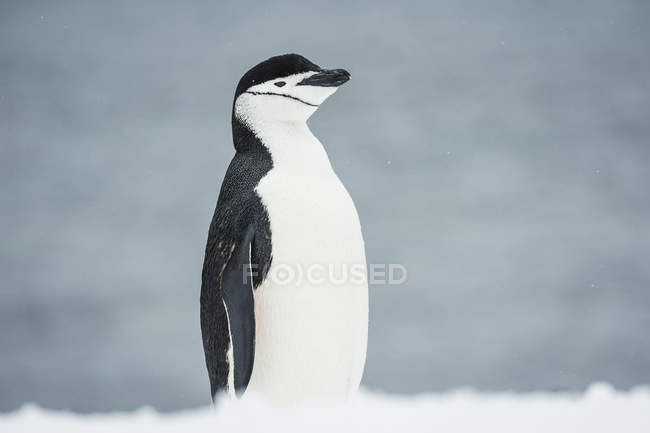 Kinnriemen-Pinguin bei Schneefall — Stockfoto
