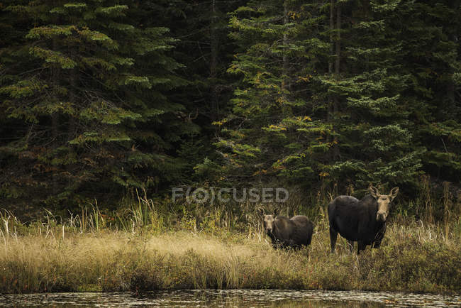 Moose y su ternero - foto de stock