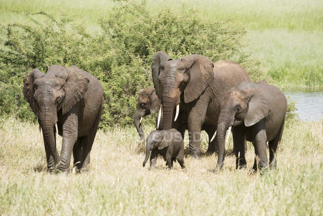 Grupo familiar de elefantes - foto de stock