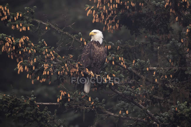 Aquila calva appollaiata nell'albero — Foto stock