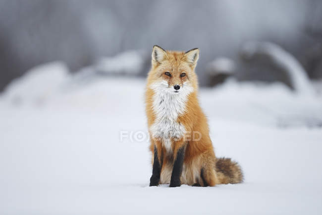 Raposa vermelha masculina — Fotografia de Stock