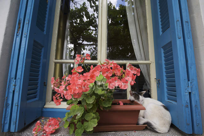 Geraniums in window box — Stock Photo