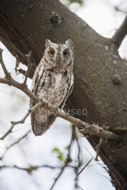 African Scops Owl — Stock Photo