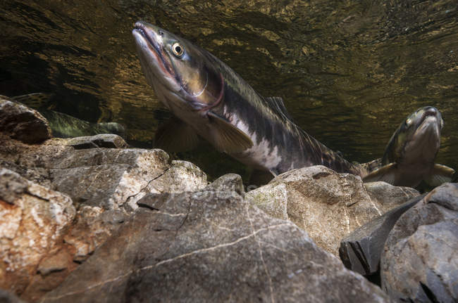 Saumon migrateur dans le ruisseau Eccles — Photo de stock