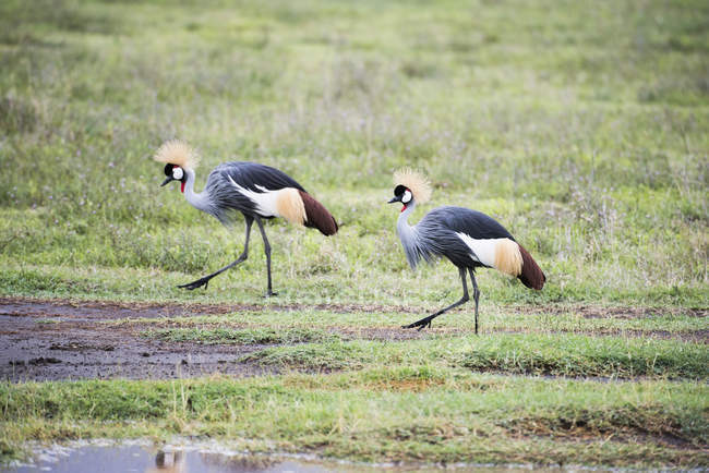 Pair of Grey Crowned Cranes — Stock Photo