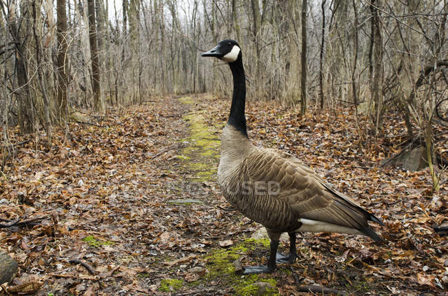 Canada goose standing — Stock Photo