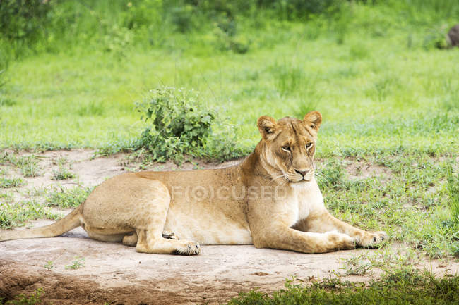 Leão que põe na grama verde — Fotografia de Stock