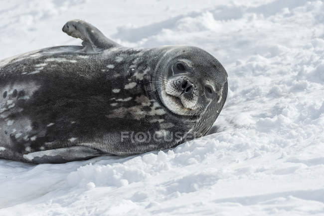 Joint Weddell posé dans la neige — Photo de stock