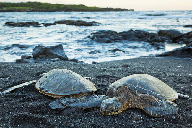 Tartarugas marinhas verdes — Fotografia de Stock