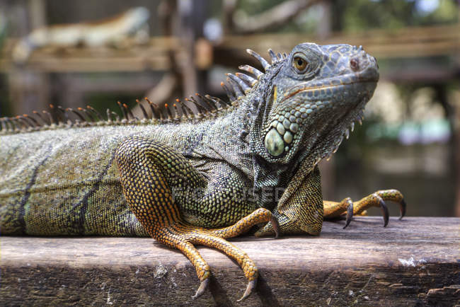 Iguana verde ao ar livre — Fotografia de Stock