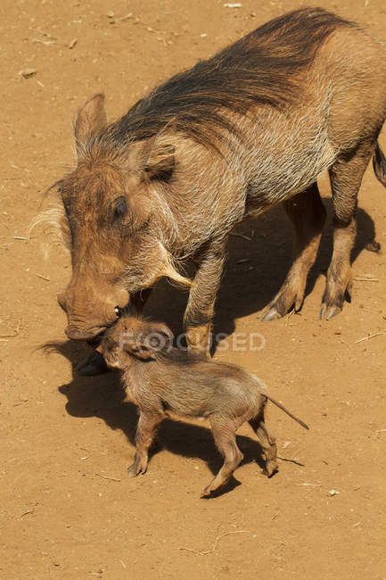 Warthogs em pé no chão — Fotografia de Stock