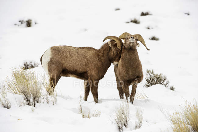 Deux béliers Bighorn — Photo de stock