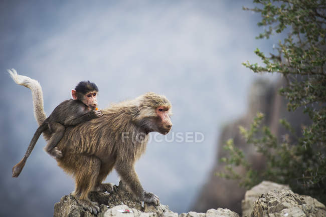 Mountain monkeys outdoors — Stock Photo