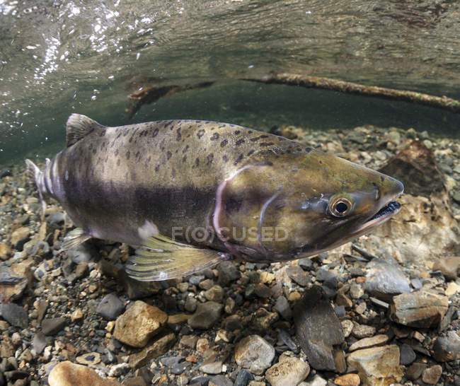 Pink salmon in Power Creek — Stock Photo
