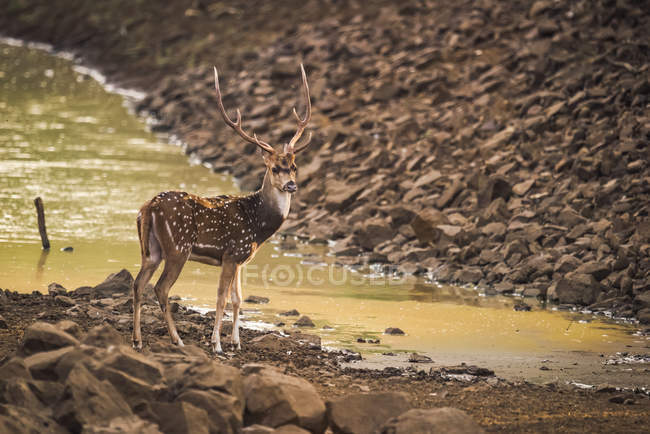 Male spotted deer — Stock Photo