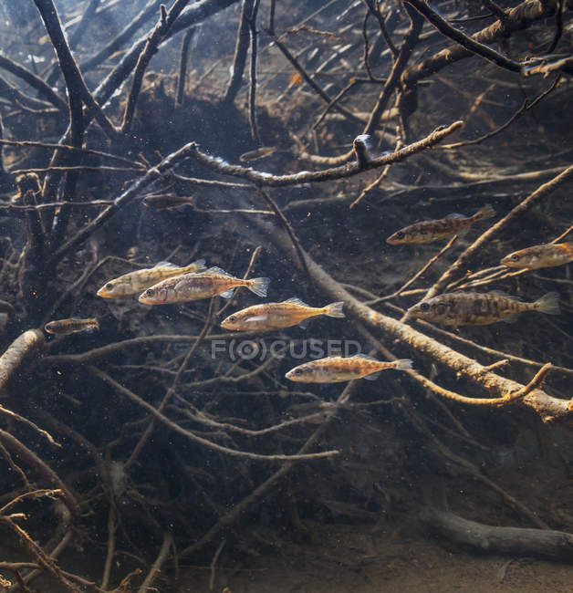 Stickleback and in stream during spring — Stock Photo
