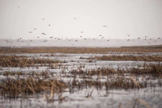 Канадские гуси летят вверх — стоковое фото