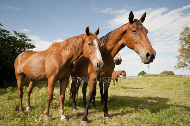 Inquisitive horses in pasture — Stock Photo