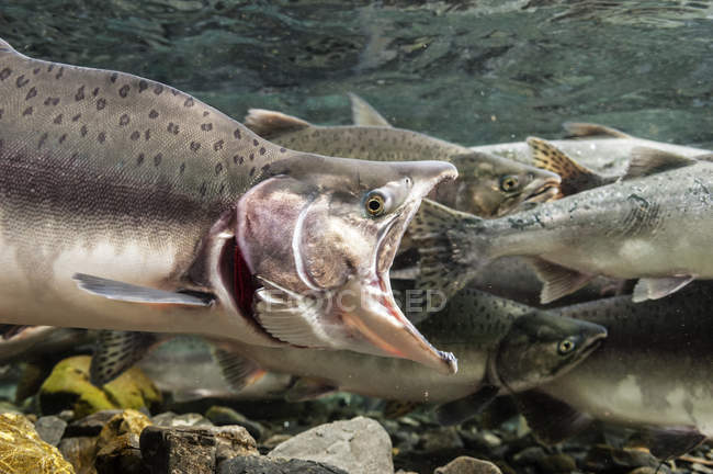 Gaping male pink salmon — Stock Photo