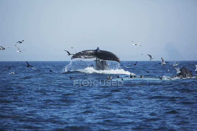 Горбатые киты у воды — стоковое фото