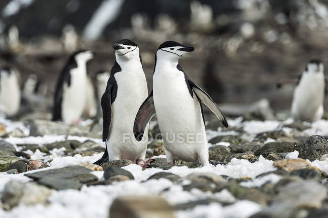 Kinnriemen-Pinguine stehen — Stockfoto