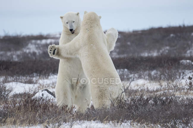 Спарринг белых медведей — стоковое фото