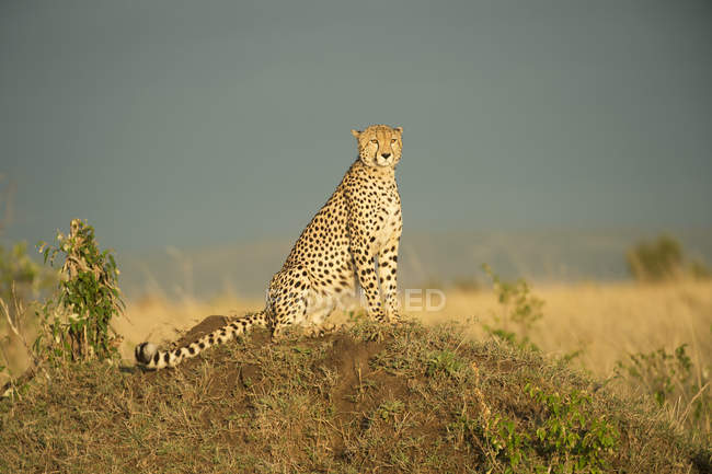 Cheetah sentado en el suelo - foto de stock