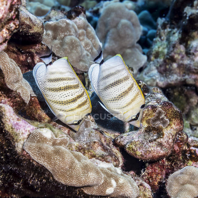 Dos peces mariposa alimentándose de coral lóbulo - foto de stock