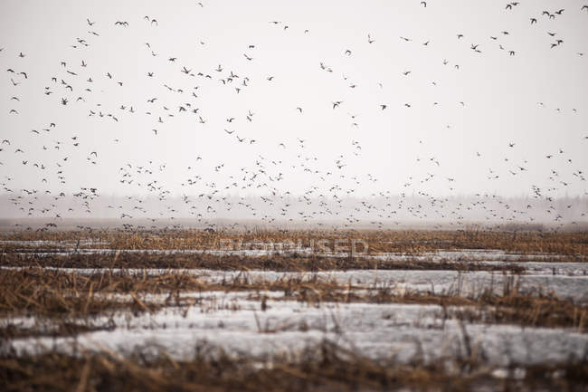 Canadian Geese flying up — Stock Photo