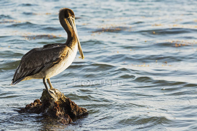 Pelicano empoleirado na rocha — Fotografia de Stock