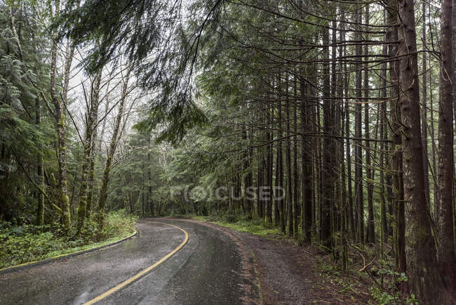 Nasse Straße durch Wald — Stockfoto