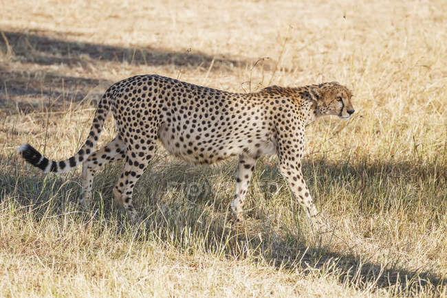 Heavily pregnant cheetah — Stock Photo