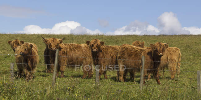 Стоячи Highland великої рогатої худоби — стокове фото