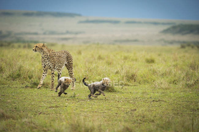 Cheetah com filhotes brincalhões — Fotografia de Stock
