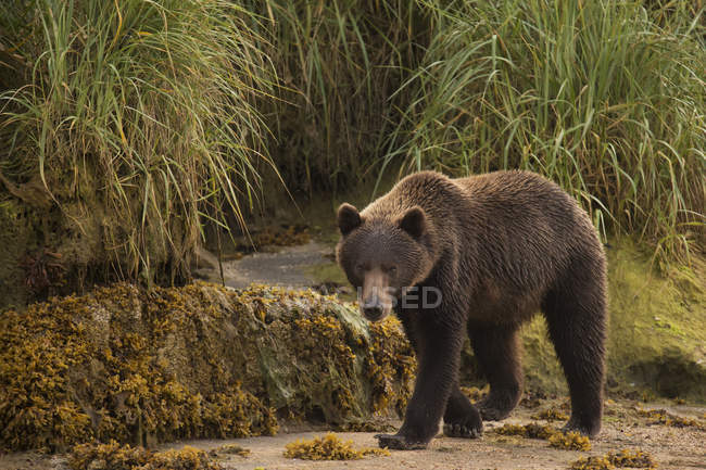 Urso marrom andando na areia — Fotografia de Stock