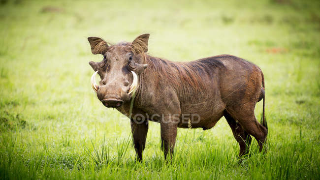 Warthog debout sur l'herbe — Photo de stock