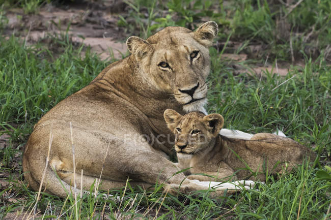 Lioness  and her cub — Stock Photo