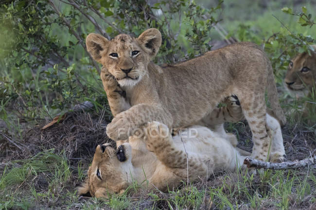 Filhotes de leão brincando juntos — Fotografia de Stock