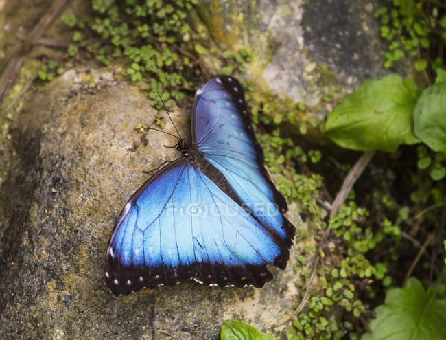 Peleides Blue Morpho or Common Morpho butterfly, Mindo, Pichincha, Ecuador — Stock Photo