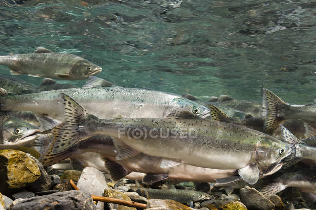 Мигрирующий лосось с форелью — стоковое фото