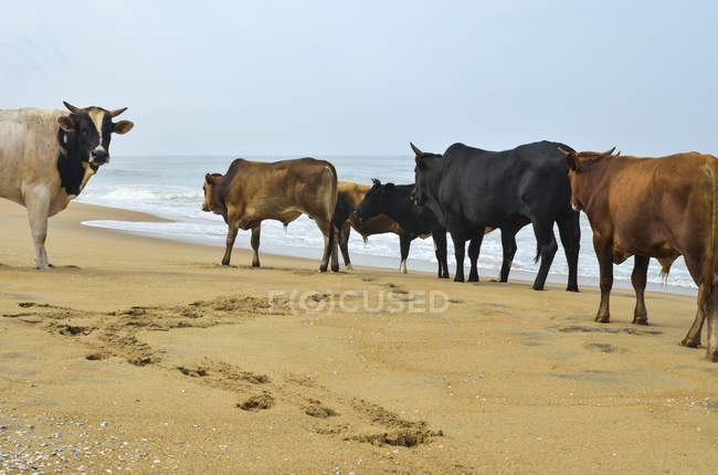 Mucche sulla spiaggia di sabbia — Foto stock