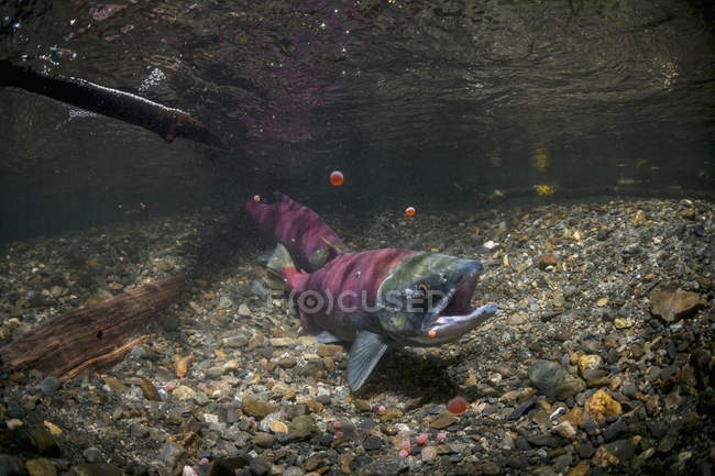 Saumon rouge utilise sa nageoire anale — Photo de stock