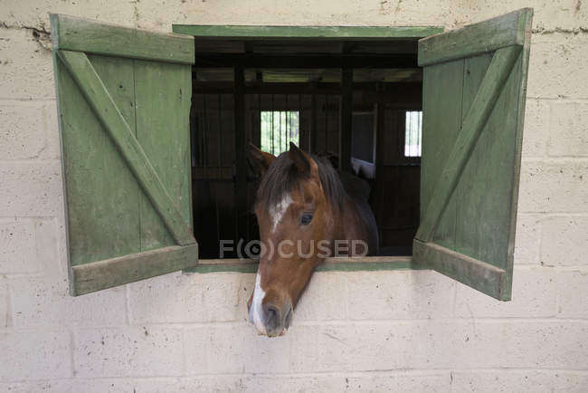 Лошадь сует голову — стоковое фото