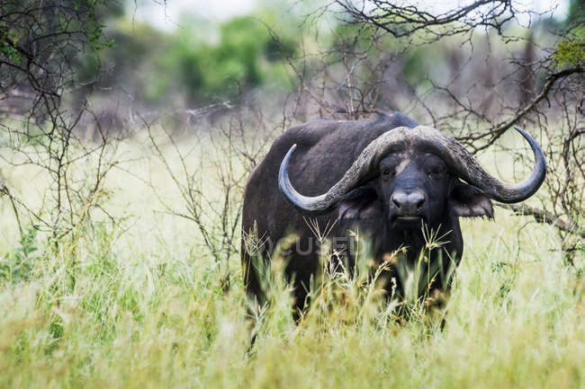 Cape Buffalo debout dans l'herbe — Photo de stock