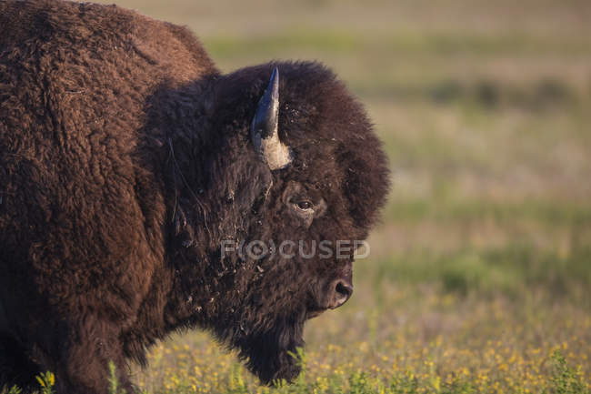 Bison em pé na grama verde — Fotografia de Stock