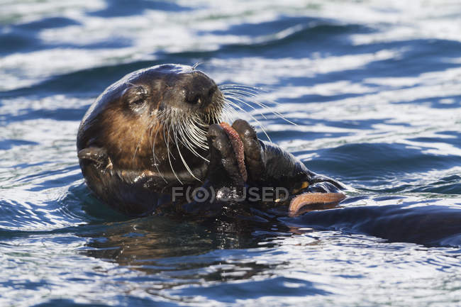 Sea otter floating — Stock Photo