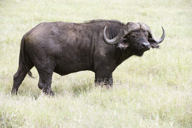 Large bull Cape Buffalo — Stock Photo