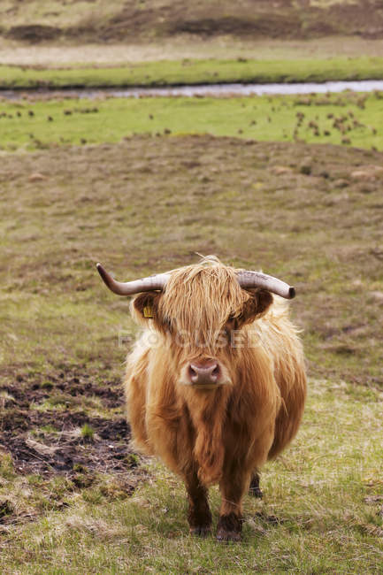Escocés Highland paisaje - foto de stock